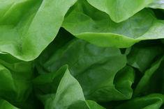 Almería lettuce in over-supply