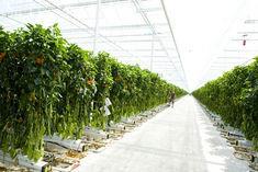 The large Kent glasshouses have sent ripples through the salad trade in the last year