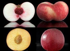 Provedo's Extreme-branded stonefruit varieties