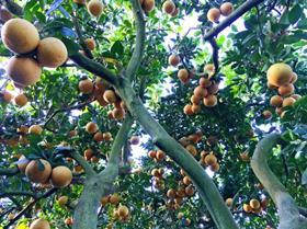 IMG Citrus grapefruit groves