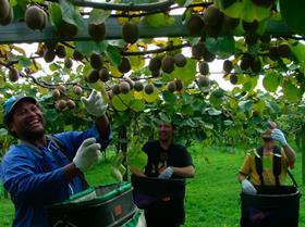 Kiwifruit ENZAGold harvesting