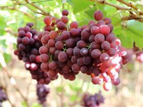 Tawny Seedless South Africa