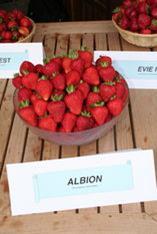 Californian strawberry a hit in the UK