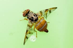 AU Mediterranean Fruit Fly CREDIT WA Agriculture