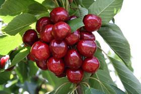 Au Australia Tasmania cherries cherry on branch