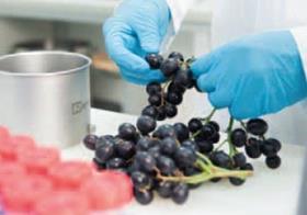 Greenpeace Essen ohne pestizide pesticide residue testing test
