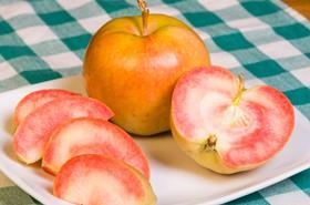 CA Pink Pearl apples Canada dreamstime_xxl_28835526