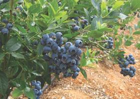 Blueberries Fall Creek