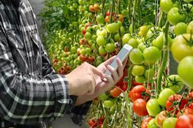 CREDIT Waybeyond TAGS New Zealand technology tomato crop registration mobile app