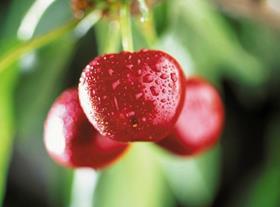 Chilean cherry