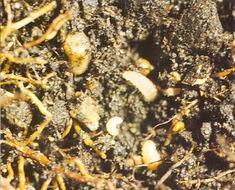 Vine weevil larvae eating roots in compost