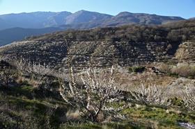 jerte valley blossom landscape