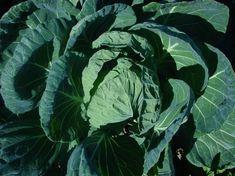 Cabbage cuts cancer risk
