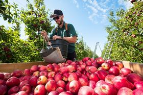 New Zealand Picker Freshmax