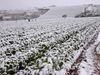 Field crops under snow in the Spanish south-east