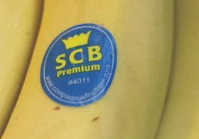 SCB bananas