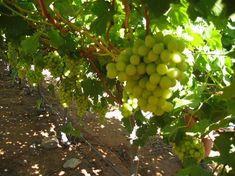 World grape output rises