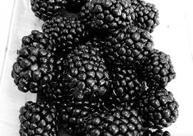 Von blackberries GPG