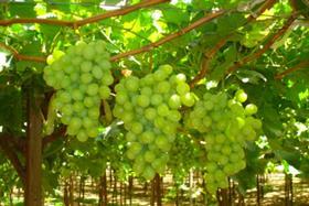 Indian grapes