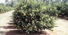 Zim minister seizes citrus export land