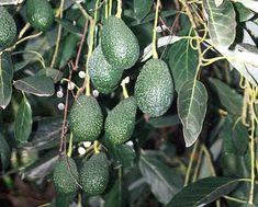 Fruit quality is expected to be very high this season