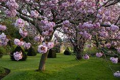 Sizergh Castle orchard in cumbria  Photo courtesy of NTPL/Val Corbett