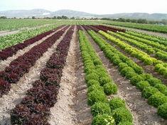 An Intercrop field in Spain