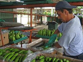 Ecuador bananas