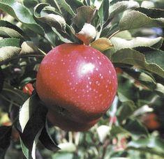 Australia's apple and pear orchards would be devastated by a Fire Blight breakout