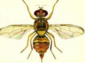 Guava Fruit Fly
