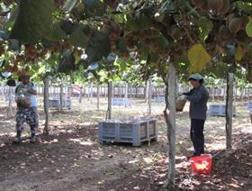 Kiwifruit labour