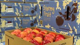 NZ Stormy Fruit Apples CREDIT Golden Bay Fruit TAGS Hailstorm Apples New Zealand GBF