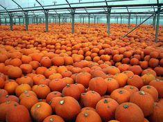 Edible pumpkins on the rise