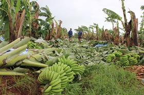 AU Damaged Bananas CREDIT Australian Banana Growers' Council TAGS Banana Cyclone Damaged Winds