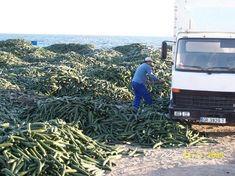 Cucumbers have been dumped in Spain