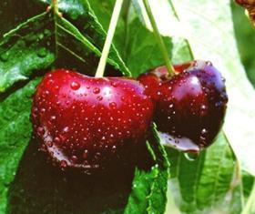 generic cherries