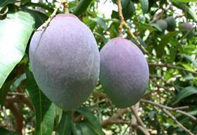 Peru Mangoes