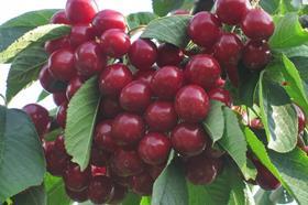 Australian cherries