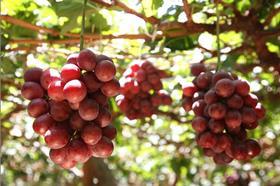 Peru Red Globe grapes