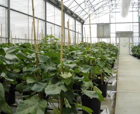 Monsanto greenhouse