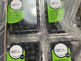 OZblu Zambian blueberries