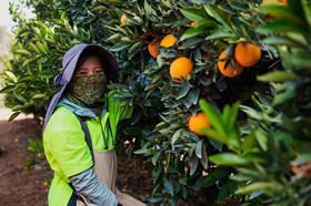 Citrus harvest AU nutrano