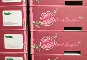 Sweet Sensation boxes cartons