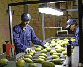 Pakistan IAC mangoes