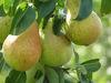 Pear production conference announced