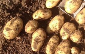 Aurora Produce potatoes