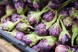 India brinjal eggplant