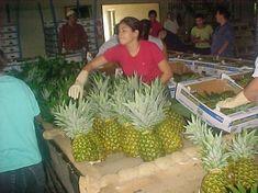 Fairtrade pineapples make their mark