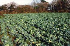 Wheat-price volatility could affect brassica plantings
