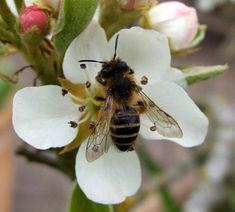 Andrena flavipes, one of the ground nesting solitary bees, on a pear flower